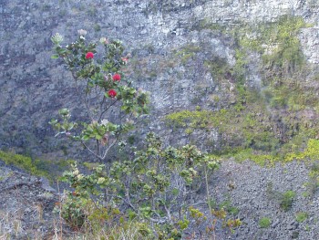 Tree on crater's edge