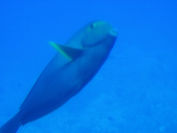 Fish below Kailua bay