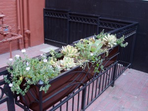 Windows box with low-water plants