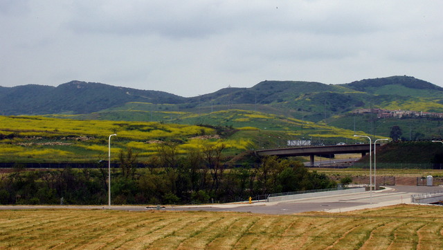 Hills covered with green grass and yellow wildflowers.