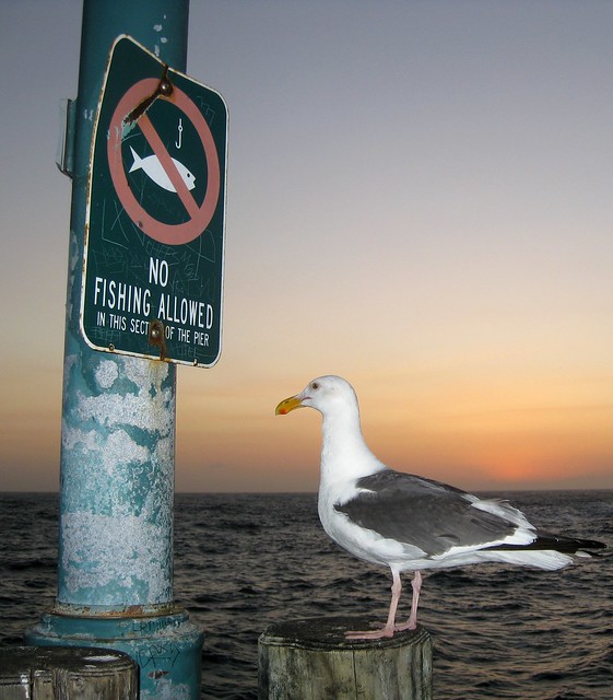 A seagull looking in the direction of a No Fishing sign.