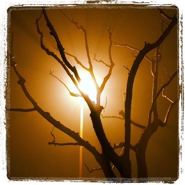 Spooky backlit tree in fog