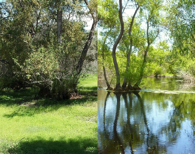 Spring: trees growing out of a pond. Summer: trees with a lot more branches growing out of dry ground with lots of grass.