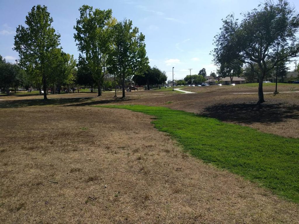 Green swath in a brown park