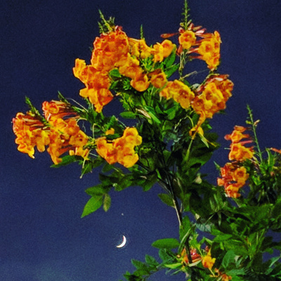 Flowers with moon and jupiter