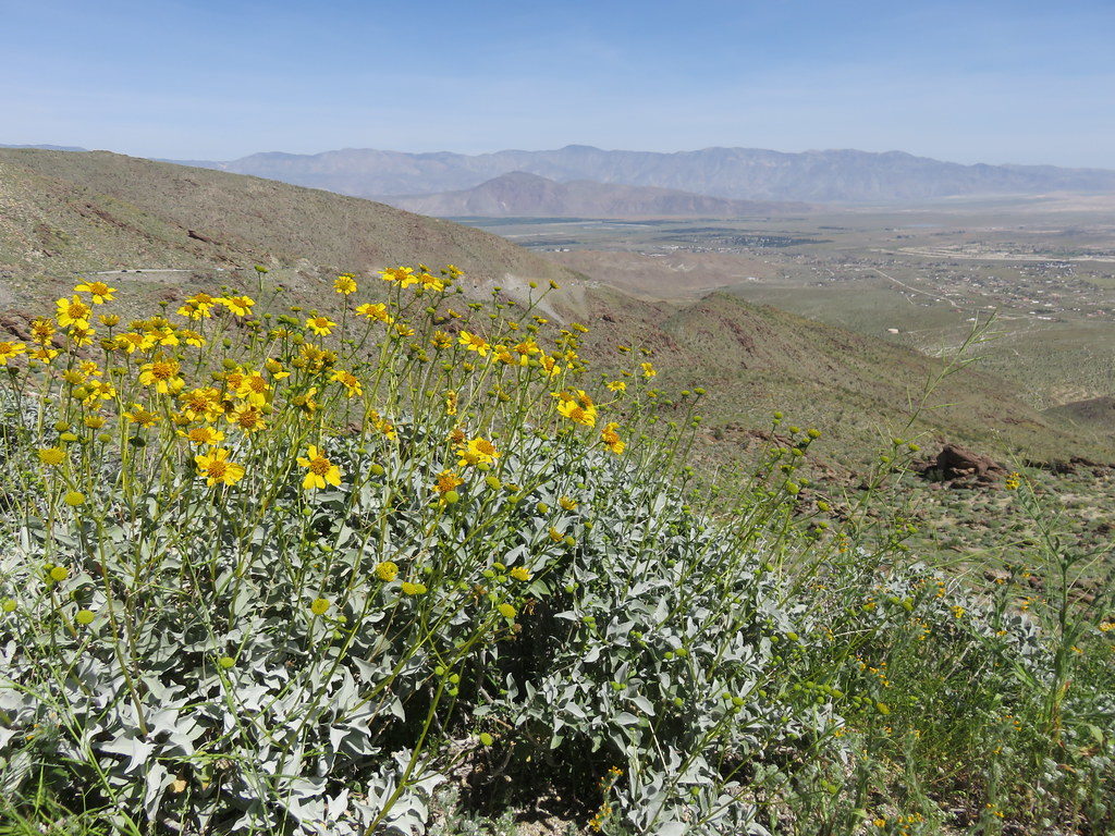 Flowers in the foreground, with a desert valley and mountains in the distance.