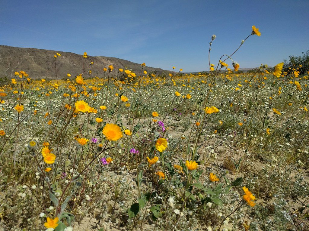 Orange wildflowers covering the desert floor.