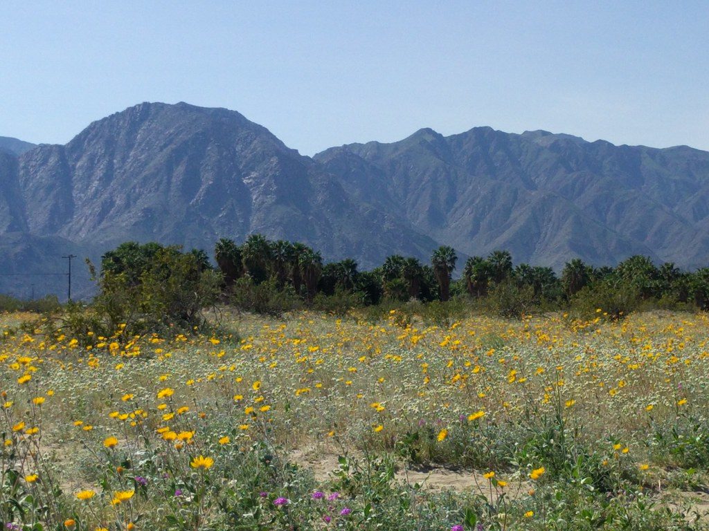 Orange wildflowers carpet the desert floor, with a line of densely-packed palm trees in the distance, mountains looming above them.