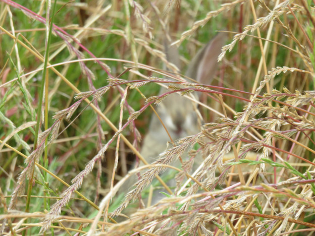 A very clear photo of grass stalks...with a blurry rabbit behind them.