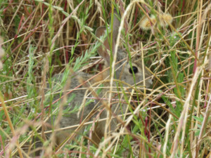 A rabbit hiding behind some grass.