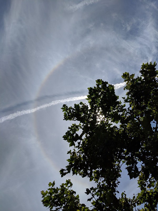A circular halo around the sun, which is behind a tree. A contrail crosses the halo, leaving its shadow on the thin cloud layer below.
