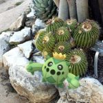 A Cacnea among barrel cactus.