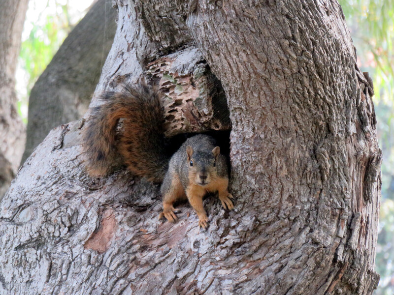 Squirrel poised defiantly in front of a hollow in a tree.