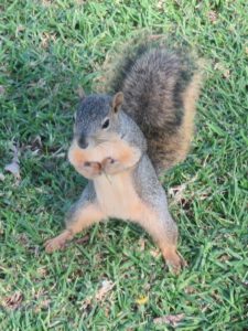 A squirrel posing on its hind legs, spread apart, front paws together like it's trying to be intimidating.