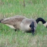 Two geese with black necks, white and black faces, and gray bodies.