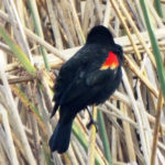 A blackbird in the reeds with a red patch on its wing.