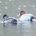 Two ducks in the water, one with a red-brown head and one with a black head.