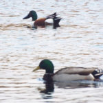 Two ducks, both with green heads. One with a long swooping black bill and a brown-black-white body (the shoveler) and the other a classic mallard with a yellow bill and gray-white-black body.