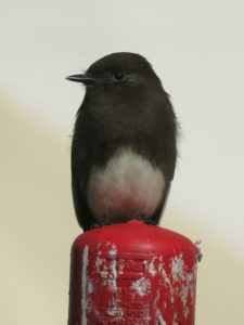 Small black bird with a white belly on a red post with a blurry white background.