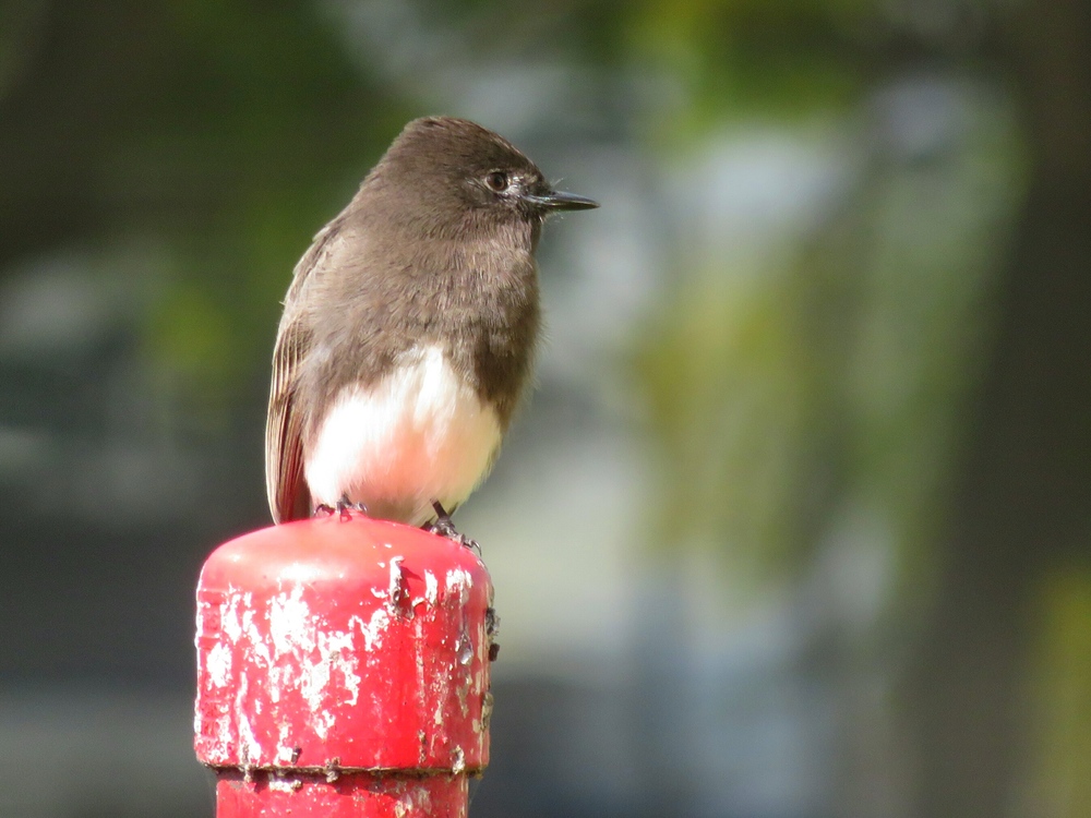 Small black bird with a white belly on a red post with a blurry green background.
