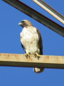 A hawk with light gray feathers perched on a metal bar.