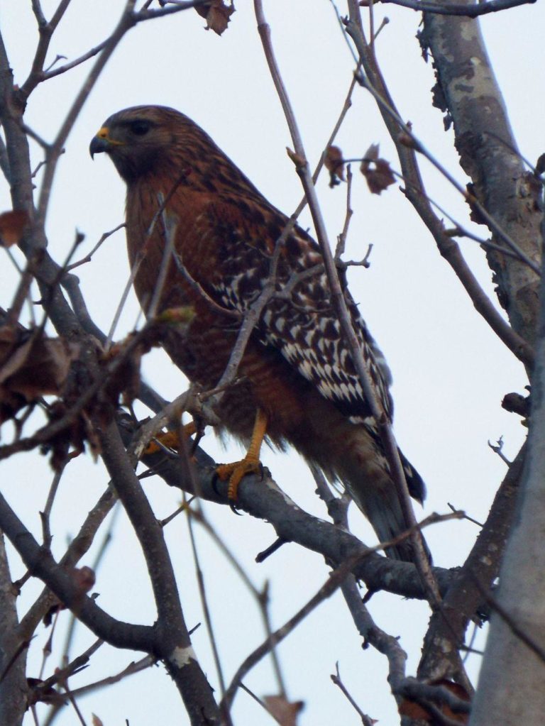 A hawk with brown feathers surrounded by mostly-bare leaves.