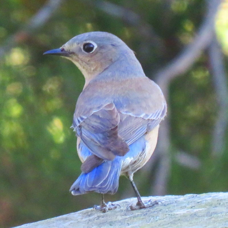 Western Bluebird perched.