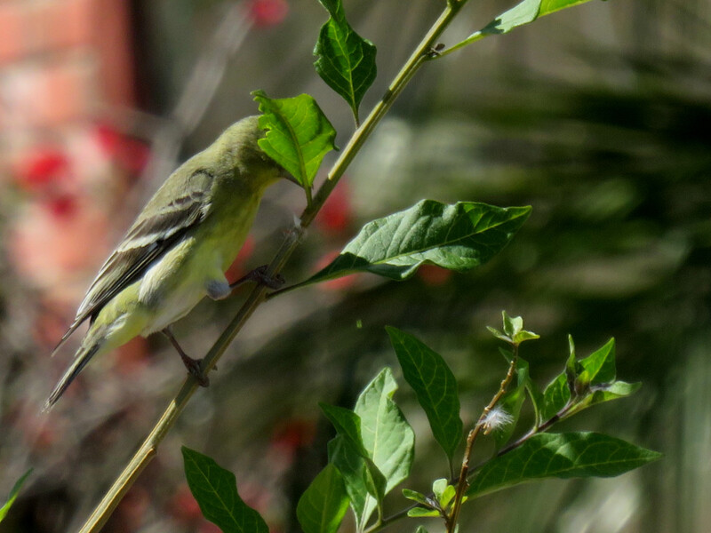Small yellow and gray bird hiding its head behind a leaf.