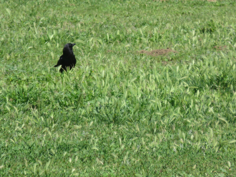 Lone crow in a field of grass and wild barley.