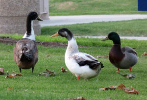 Three ducks on the grass.