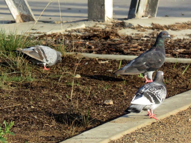 Three pigeons poking around on the ground.