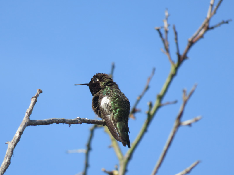 A tiny green-white-and-back hummingbird perched on a twig, blue sky and other twigs in the background.