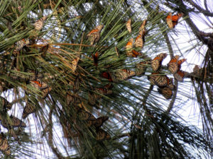 A lot of orange-and black butterflies on a pine branch, most of their wings closed.
